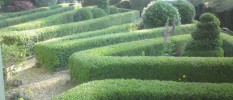 hedge cutting and topiary south devon